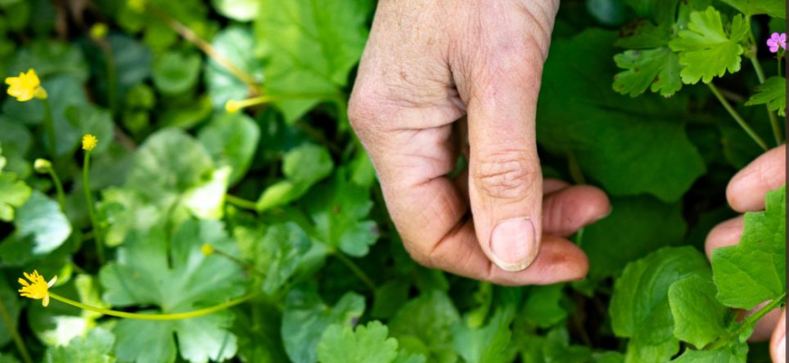 Graines et semences reproductibles au jardin Atelier/Stage
