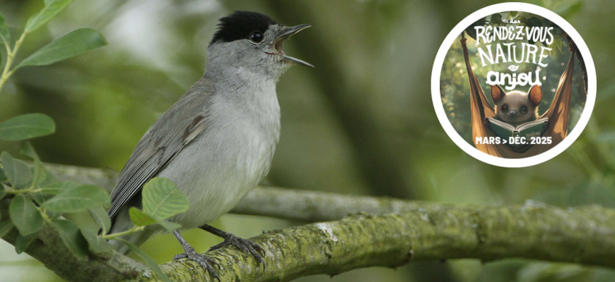 Balade nature &quot;Chants d&#039;oiseaux&quot; Tourisme