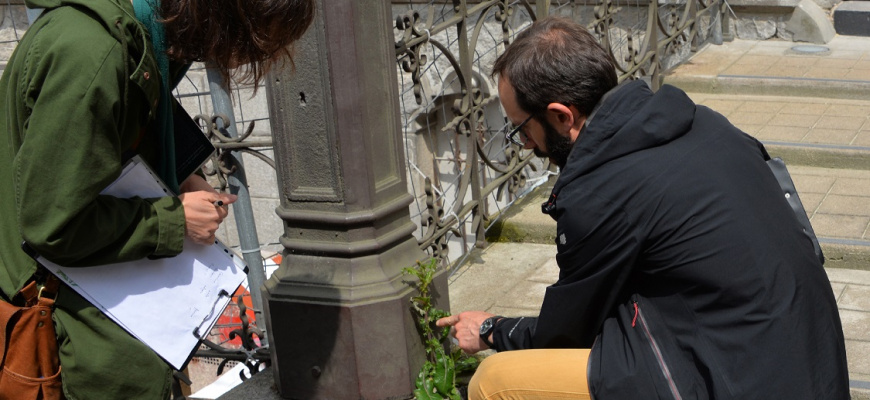 Fleurs sauvages de ma rue Visites et sorties