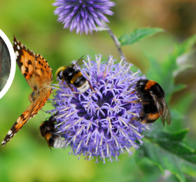 Image Sortie nature Atlas – À la rencontre des pollinisateurs