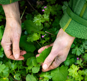 Balade nature, ces mauvaises herbes si exceptionnelles