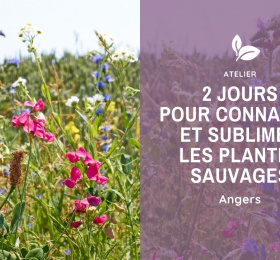 Image 2 jours pour sublimer les plantes sauvages Atelier/Stage