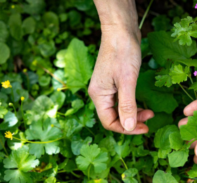 Image Graines et semences reproductibles au jardin Atelier/Stage