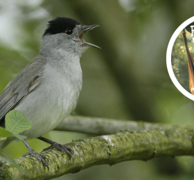 Image Balade nature "Chants d'oiseaux" Tourisme