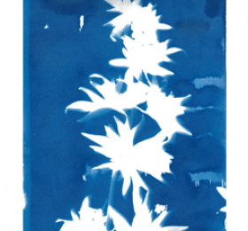 Image Atelier cyanotype Atelier/Stage