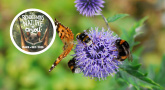 Sortie nature Atlas – À la rencontre des pollinisateurs