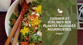 Cuisiner et sublimer nos plantes sauvages nourricières